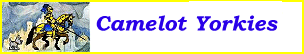 Camelot Yorkies Chat